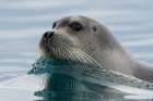 A bearded seal-Erignathus barbatus-swimming in the Arctic waters Norway Art Print